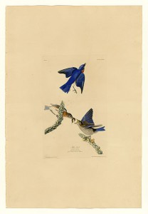 Audubon- oiseaux bleus