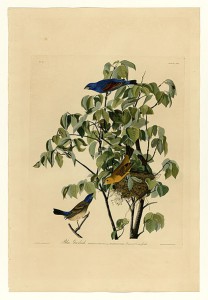 Audubon