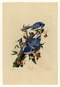 Audubon -Geai bleu