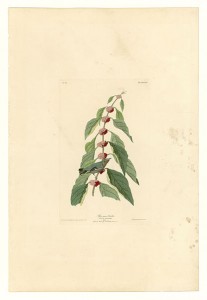 Audubon-oiseau bleu-vert