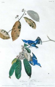 Parulines azurées - Audubon