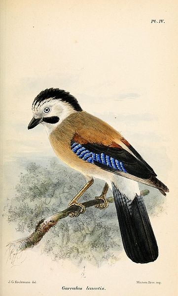 "Garrulus Leucotis"John Gerrard Keulemans