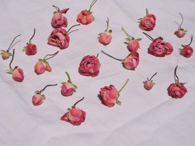 roses3