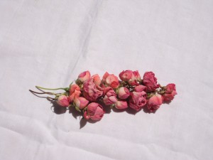 roses7