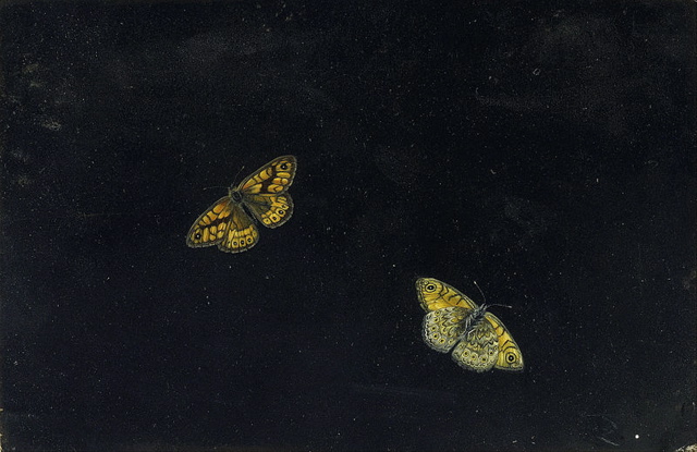 Giovanna Garzoni"Deux papillons"