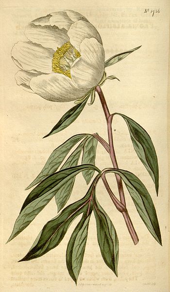 Paeonia lactiflora-1815