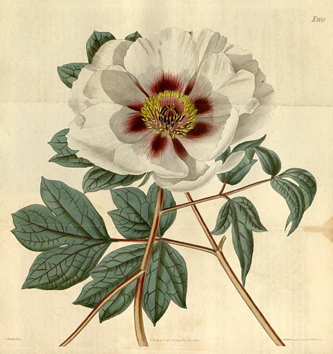 Paeonia papaveracea-1820.