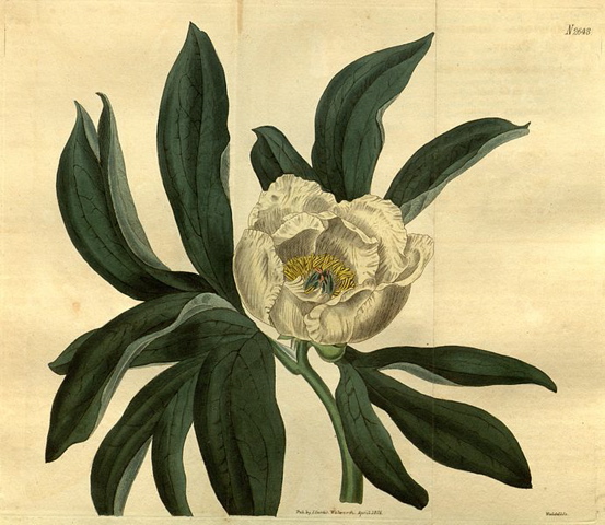 Paeonia sessiliflora-1826