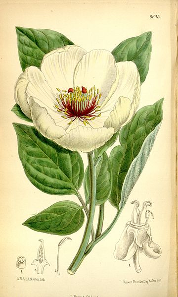 Paeonia wittmanniana-1882