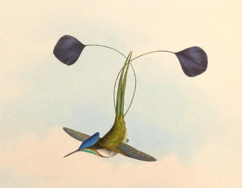 John Gould-Loddigesia mirabilis-planche 161(detail)